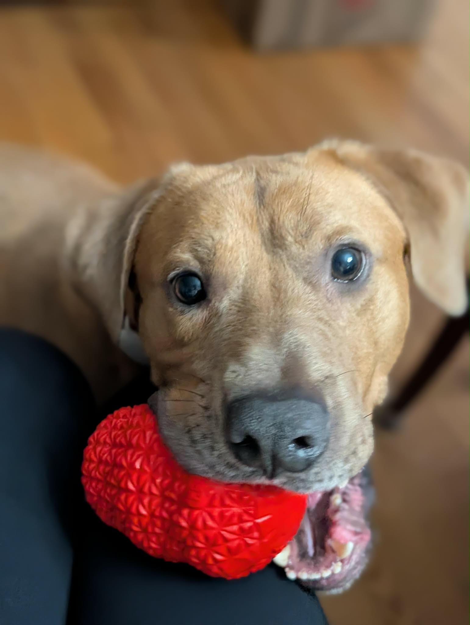 Baylor, an adoptable mixed breed in Cumming, GA image 1/6