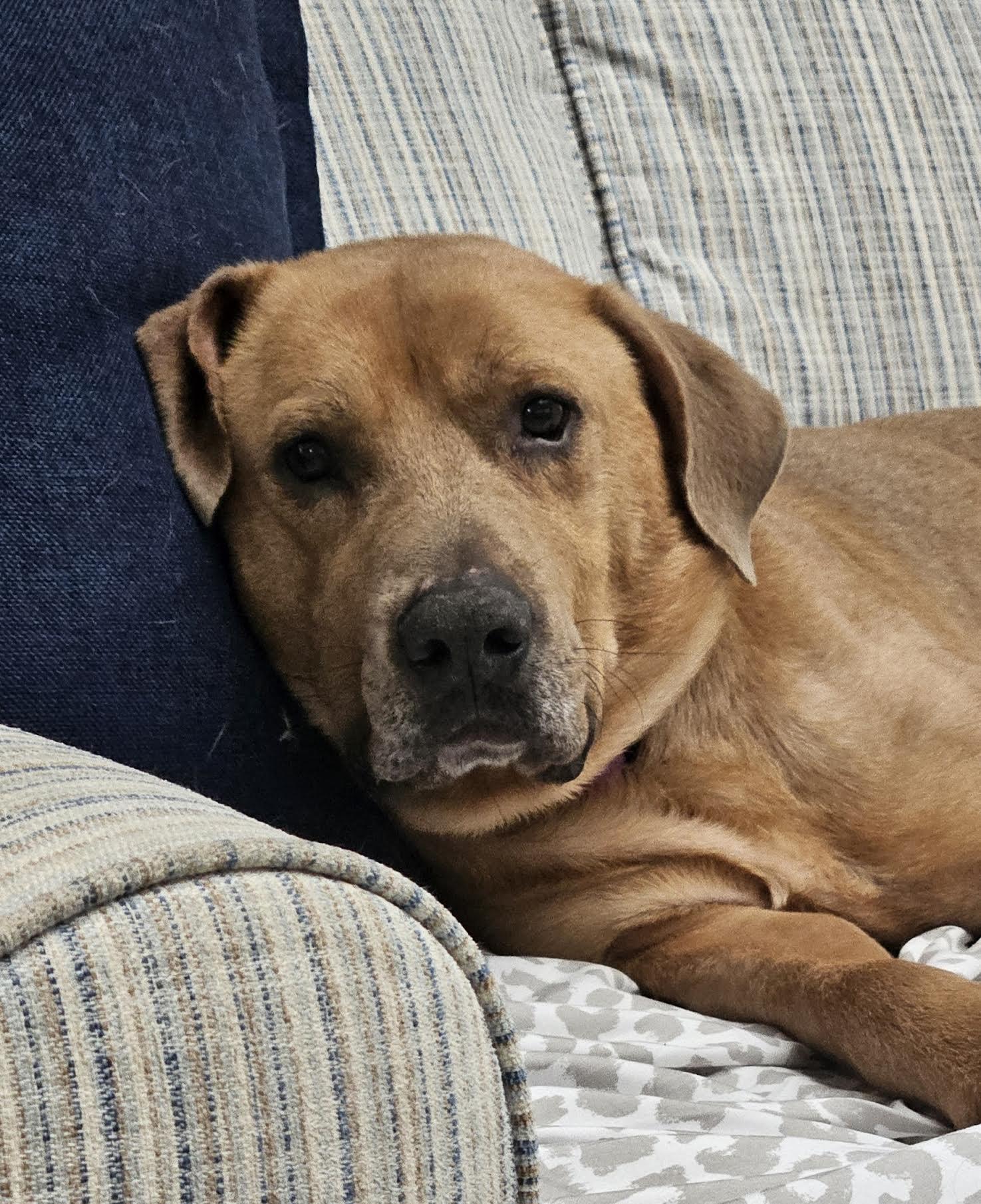 Enlarge Baylor, an adoptable mixed breed in Cumming, GA image 4/6