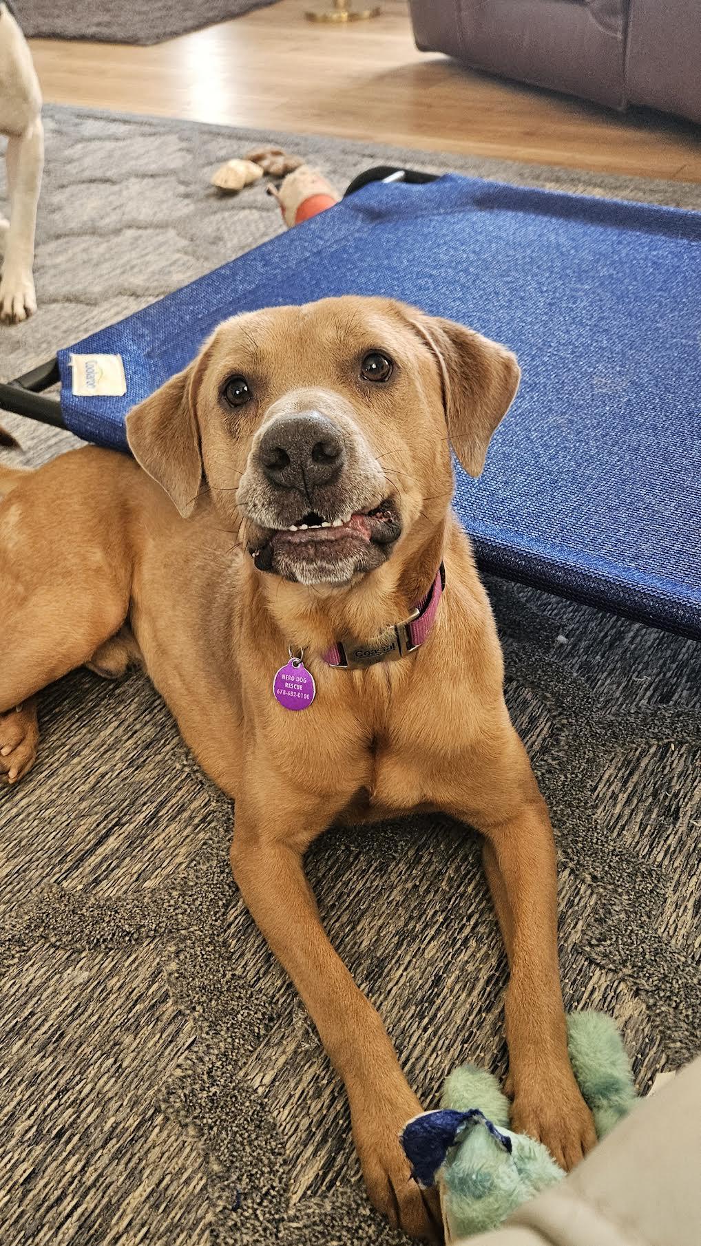 Enlarge Baylor, an adoptable mixed breed in Cumming, GA image 5/6