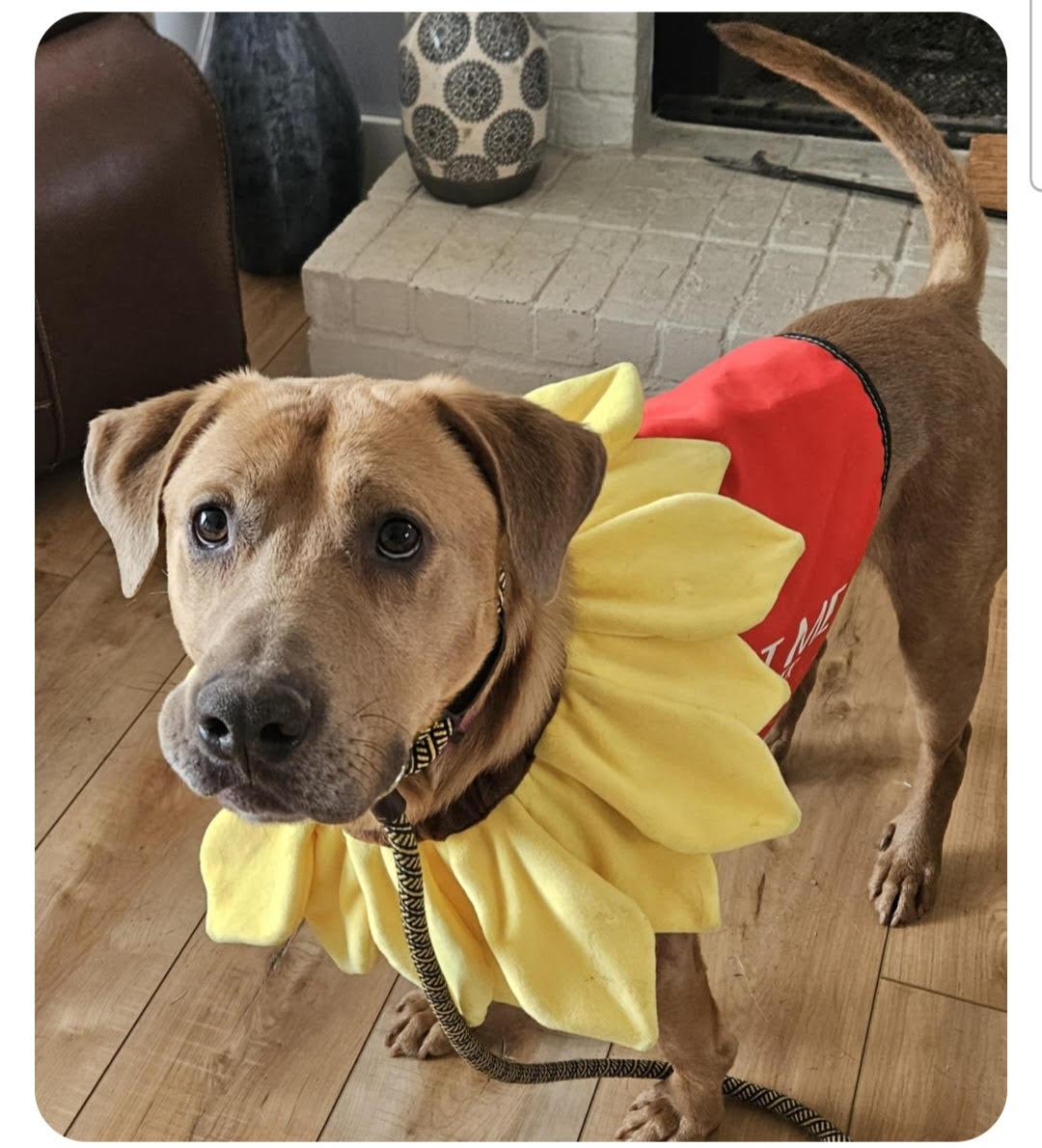 Enlarge Baylor, an adoptable mixed breed in Cumming, GA image 3/6