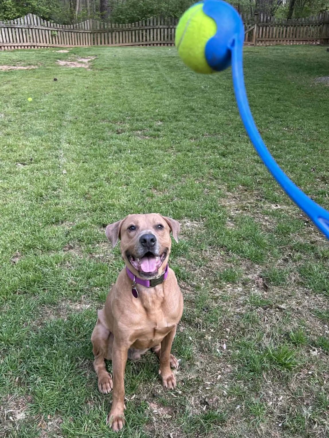 Enlarge Baylor, an adoptable mixed breed in Cumming, GA image 6/6