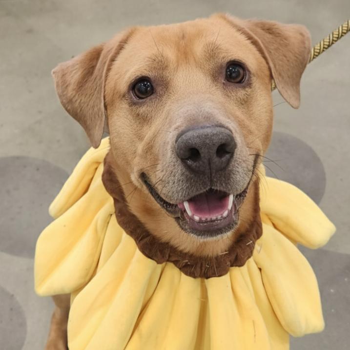 Baylor, adoptable, Young Male Labrador Retriever & Hound.