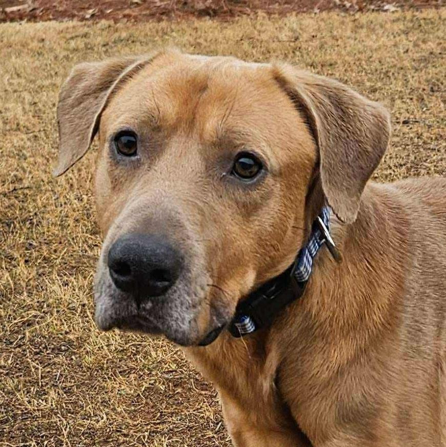 Baylor, an adoptable mixed breed in Cumming, GA image 2/6