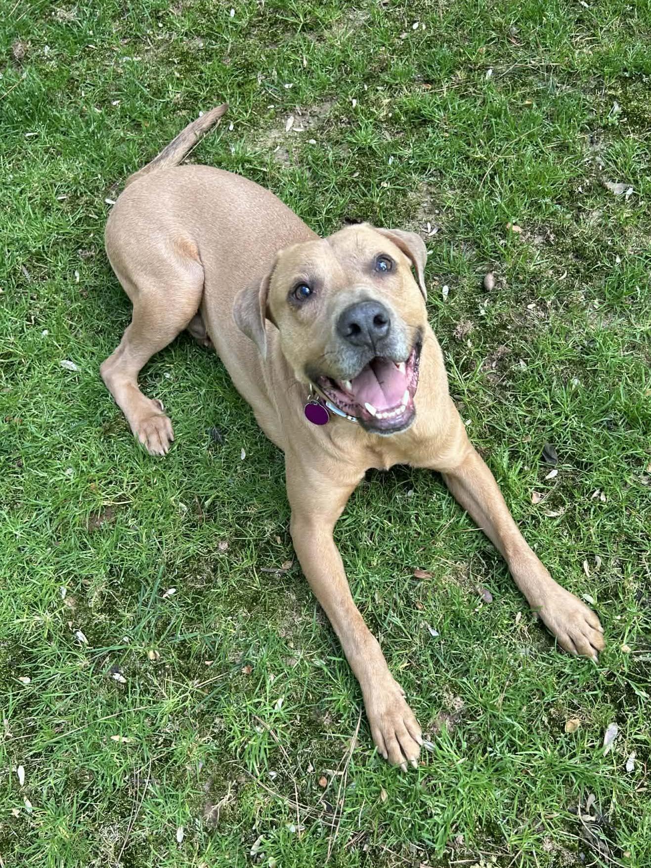 Enlarge Baylor, an adoptable mixed breed in Cumming, GA image 5/6