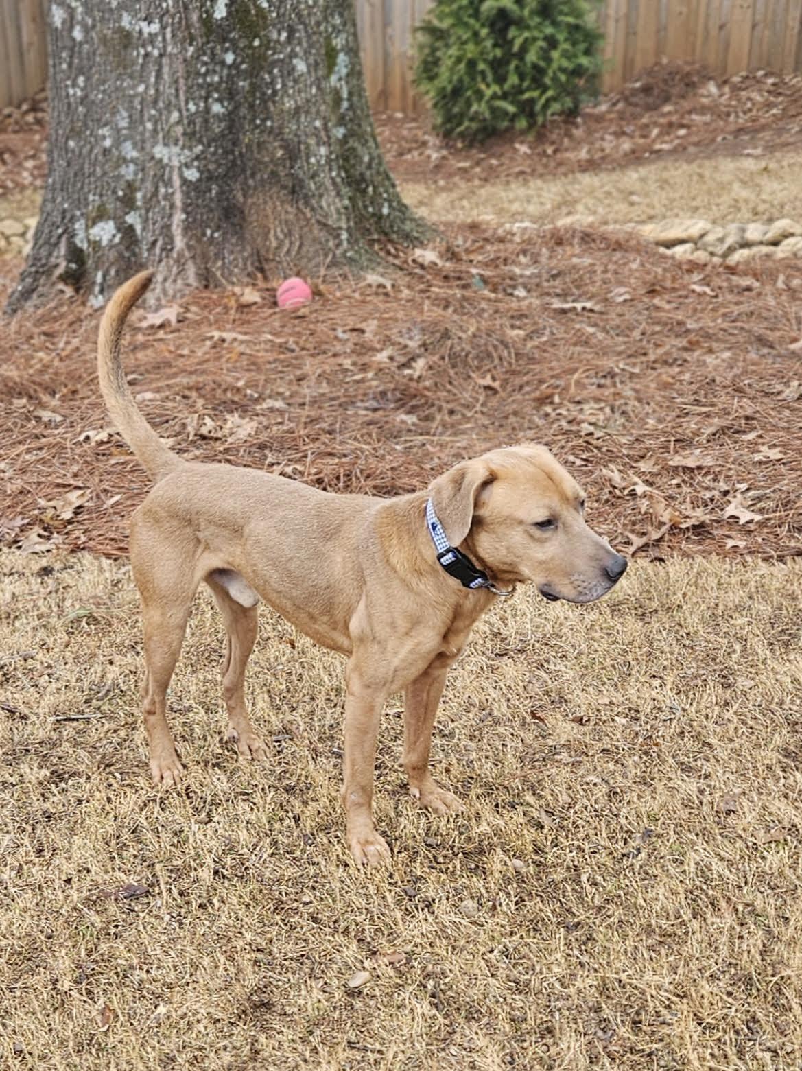 Baylor, an adoptable mixed breed in Cumming, GA image 4/6