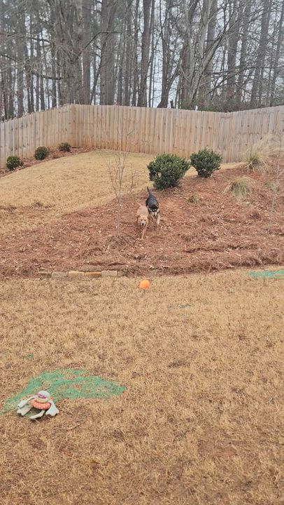 Enlarge Baylor, an adoptable mixed breed in Cumming, GA video 6/6