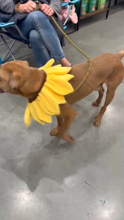 Enlarge Baylor, an adoptable mixed breed in Cumming, GA video 6/6