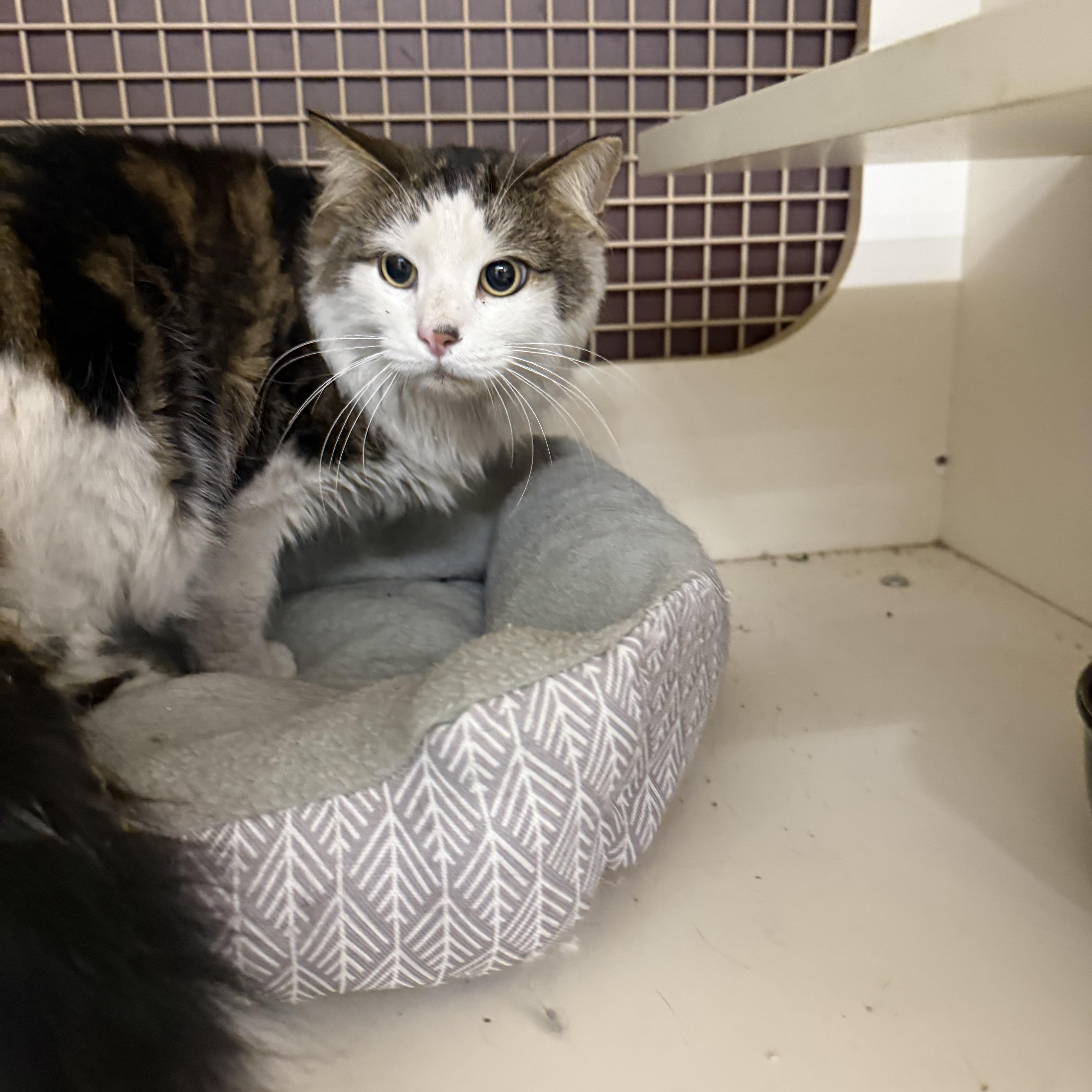 Enlarge Frosted Gingerbread, a ADOPTABLE Calico in Las Vegas, NV image 1/1