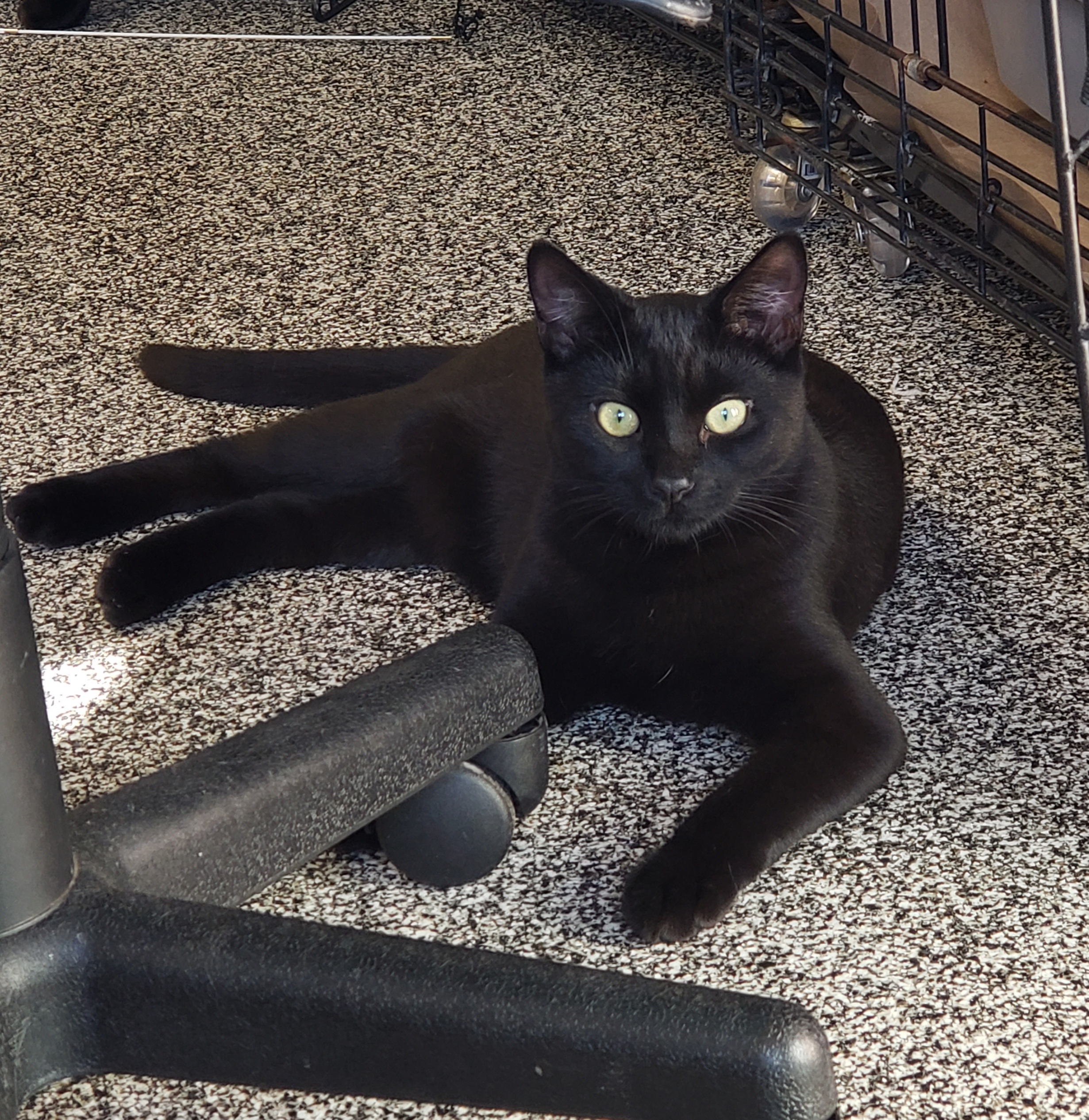 Simon and Jasper, Young Male Domestic Short Hair