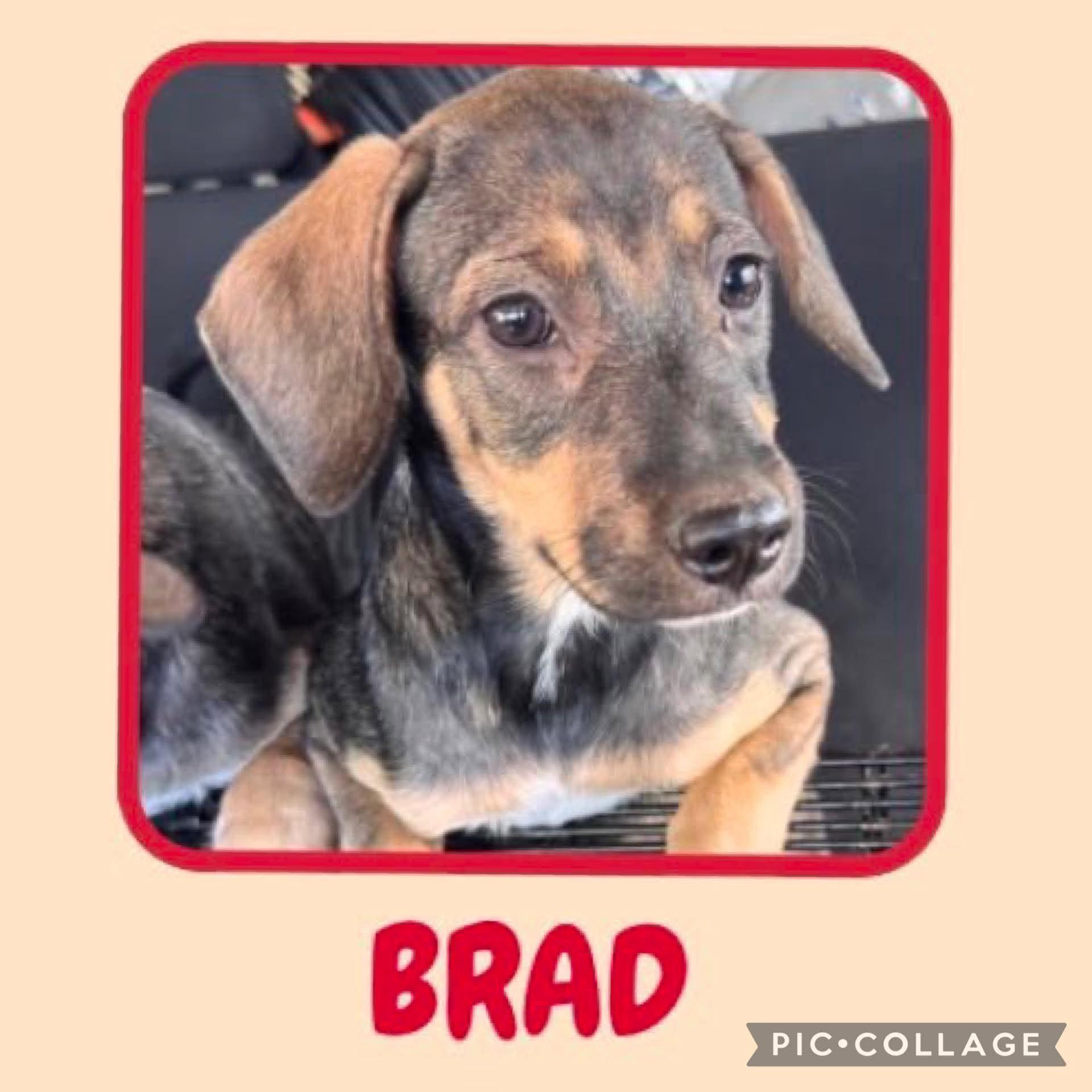Brad photo