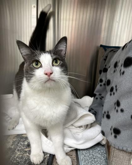 Bowie, Adoptable, Adult Male Domestic Short Hair & Domestic Short Hair.