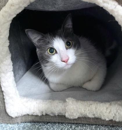 Enlarge Bowie, a Adoptable mixed breed in Quakertown, PA image 2/3