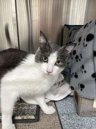 Enlarge Bowie, a Adoptable mixed breed in Quakertown, PA image 3/3