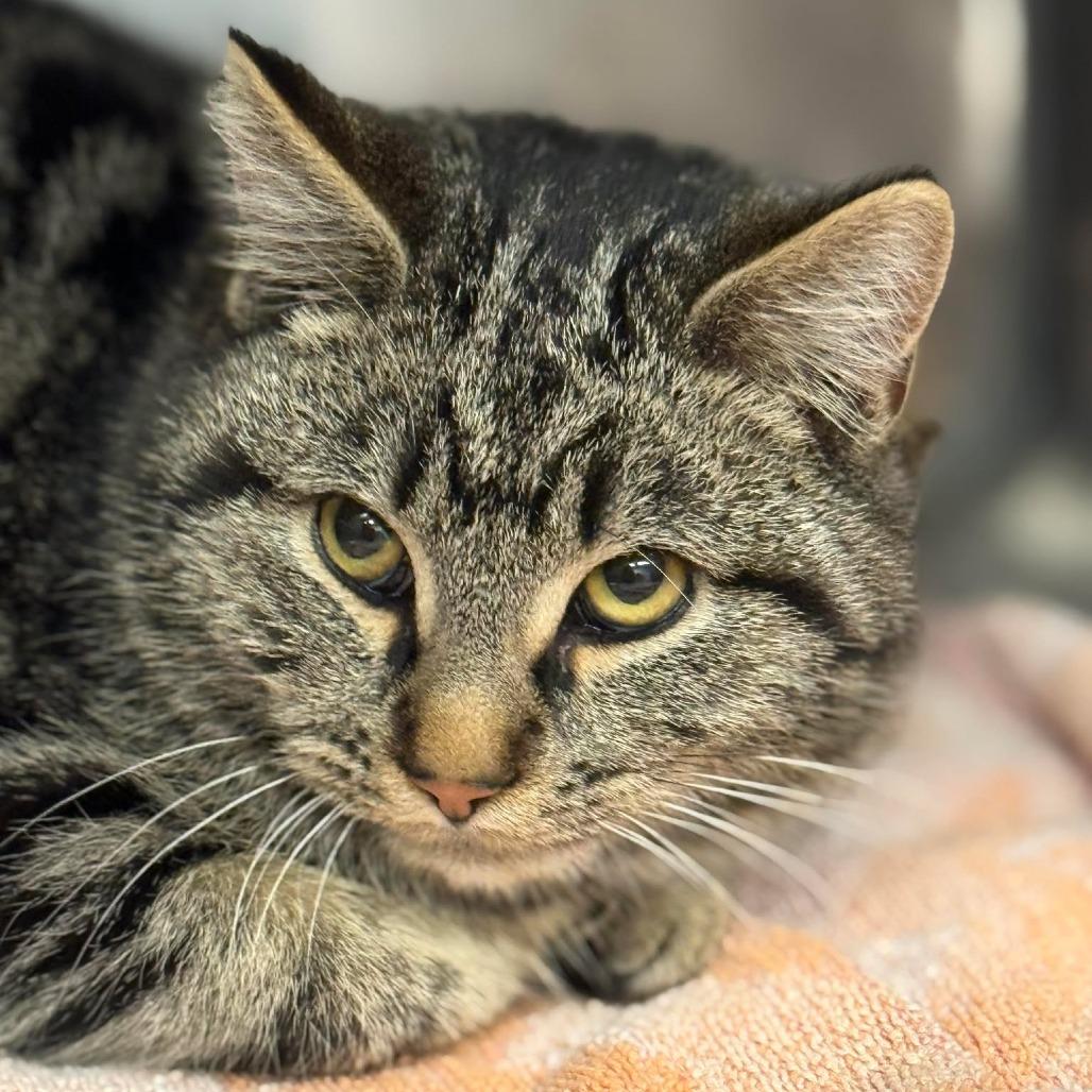 Hansel, Adoptable, Kitten Male Domestic Short Hair.