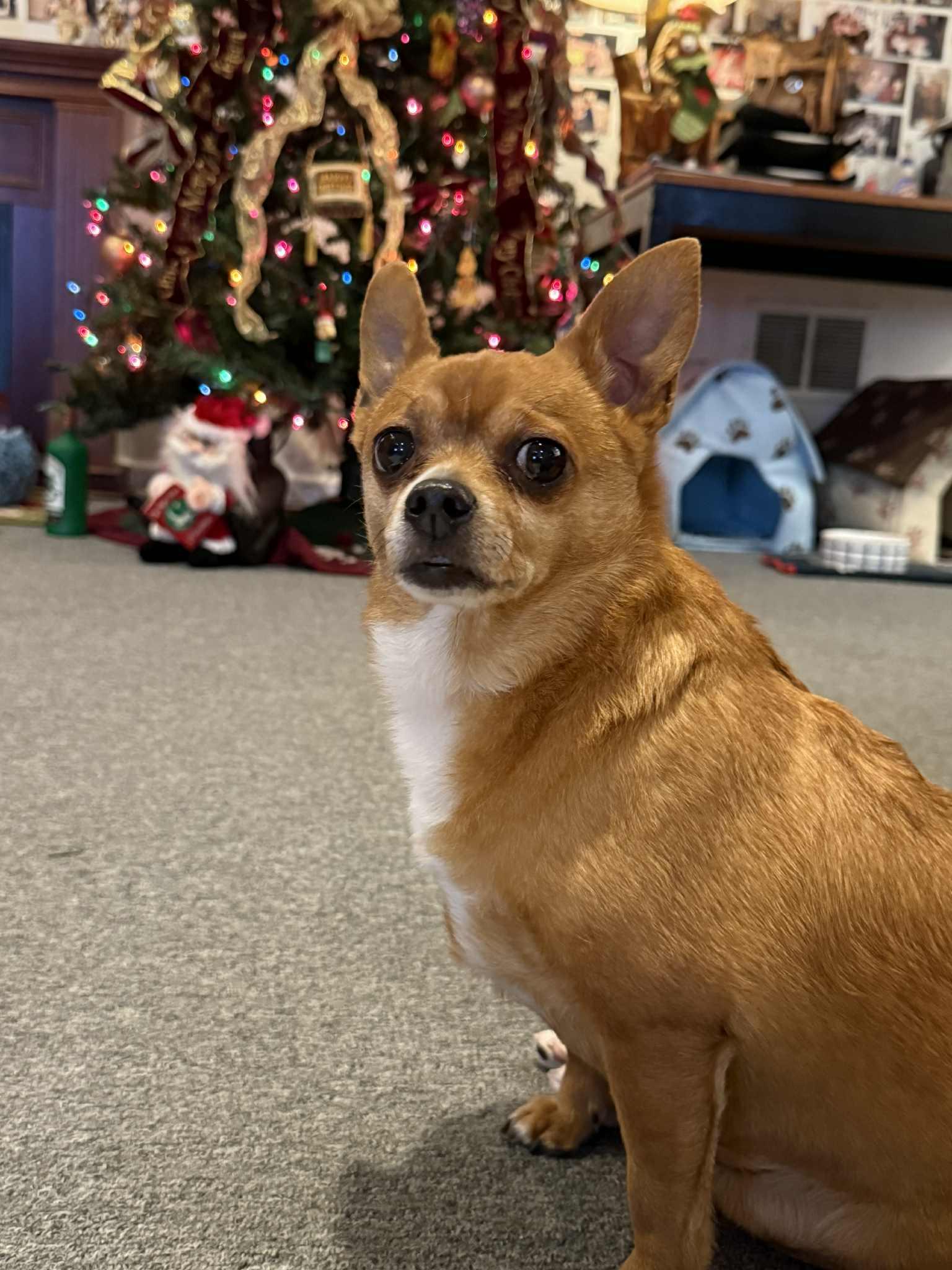 Enlarge BOLLE, a ADOPTABLE Chihuahua in Port Clinton, OH image 3/3