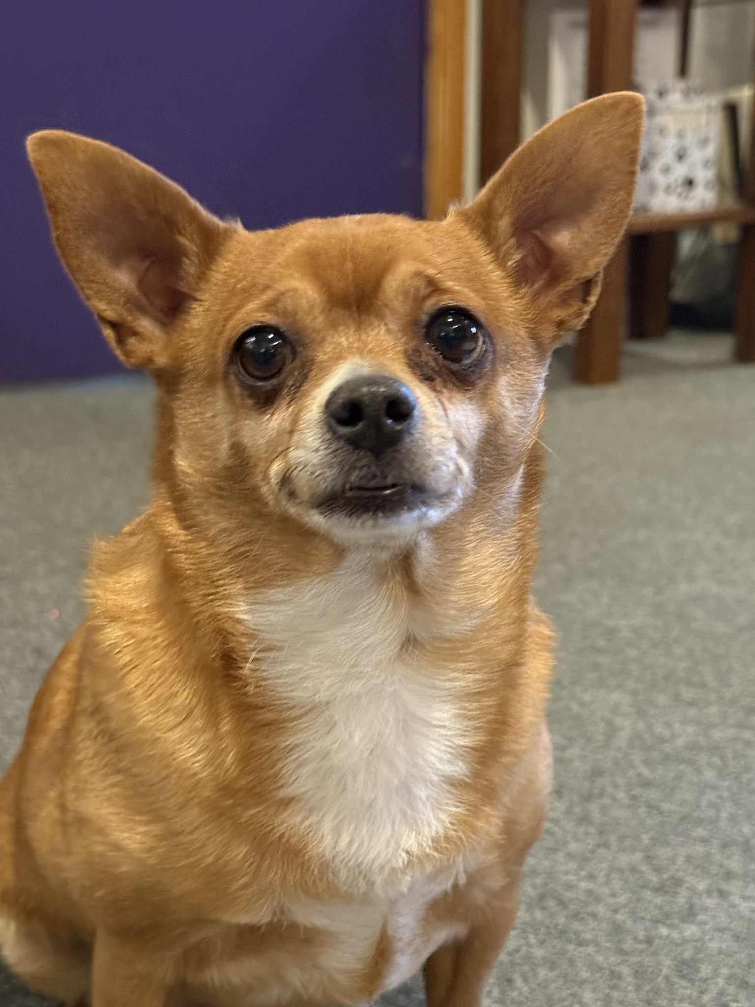 Enlarge BOLLE, a ADOPTABLE Chihuahua in Port Clinton, OH image 2/3
