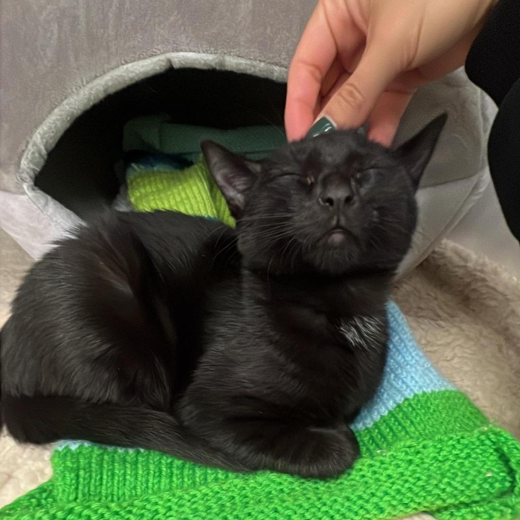 Vada, Adoptable, Kitten Female Domestic Short Hair.