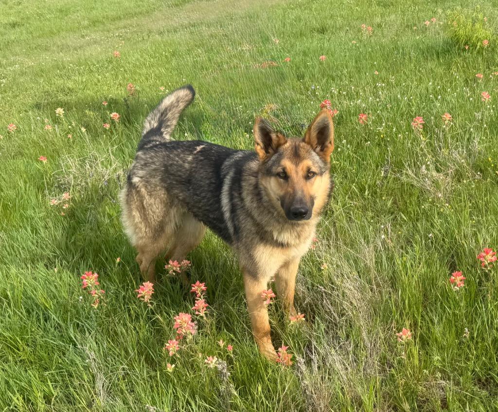 PRINCESS, Adopted, Young Female German Shepherd Dog.