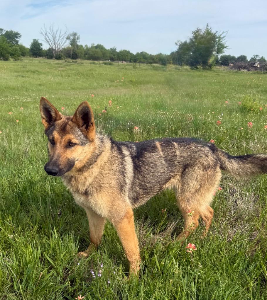 Enlarge PRINCESS, a Adopted German Shepherd Dog in Quinlan, TX image 2/5