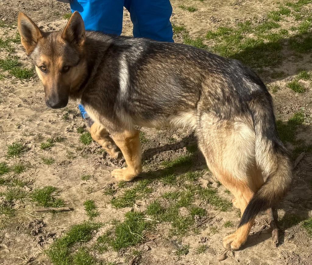 Enlarge PRINCESS, a Adopted German Shepherd Dog in Quinlan, TX image 3/5