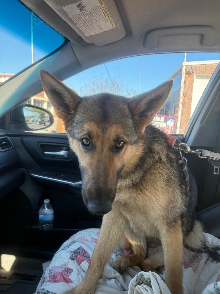 Enlarge PRINCESS, a Adopted German Shepherd Dog in Quinlan, TX image 4/5