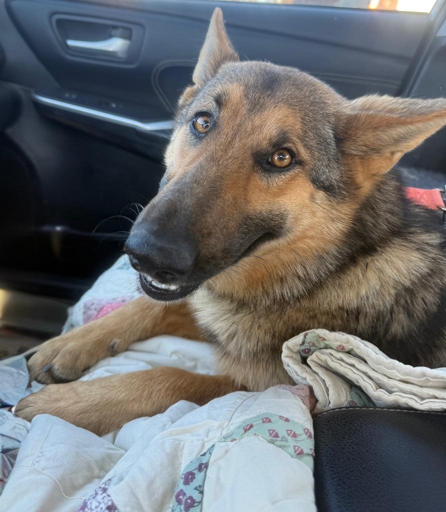 Enlarge PRINCESS, a Adopted German Shepherd Dog in Quinlan, TX image 5/5