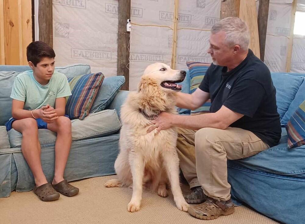 Hutch, Adoptable, Young Male Great Pyrenees.