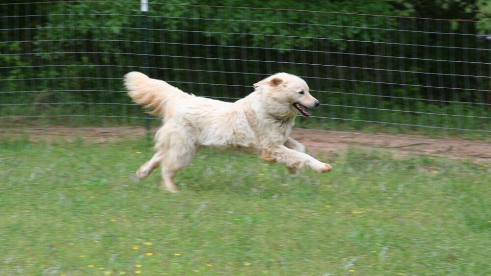 Enlarge Hutch, a Adoptable Great Pyrenees in Gillsville, GA image 2/6
