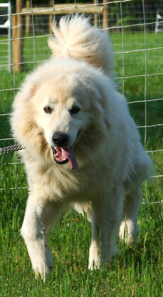 Enlarge Hutch, a Adoptable Great Pyrenees in Gillsville, GA image 3/6