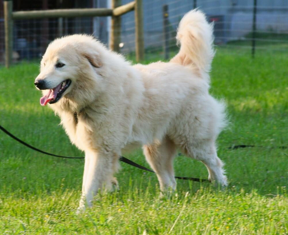 Enlarge Hutch, a Adoptable Great Pyrenees in Gillsville, GA image 4/6