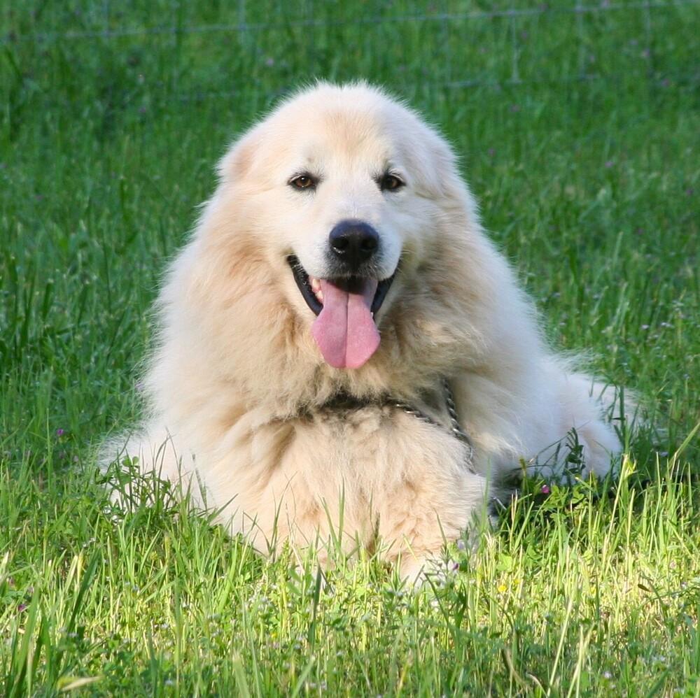 Enlarge Hutch, a Adoptable Great Pyrenees in Gillsville, GA image 5/6