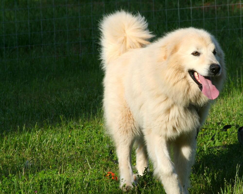 Enlarge Hutch, a Adoptable Great Pyrenees in Gillsville, GA image 6/6