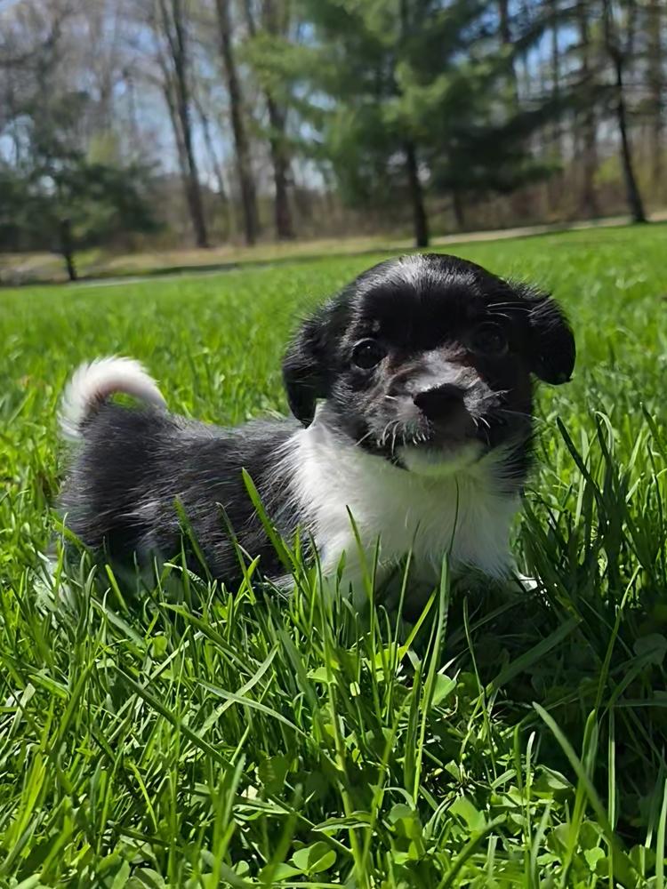 Hollywood Litter - Brando, Adopted, Puppy Male Chihuahua.