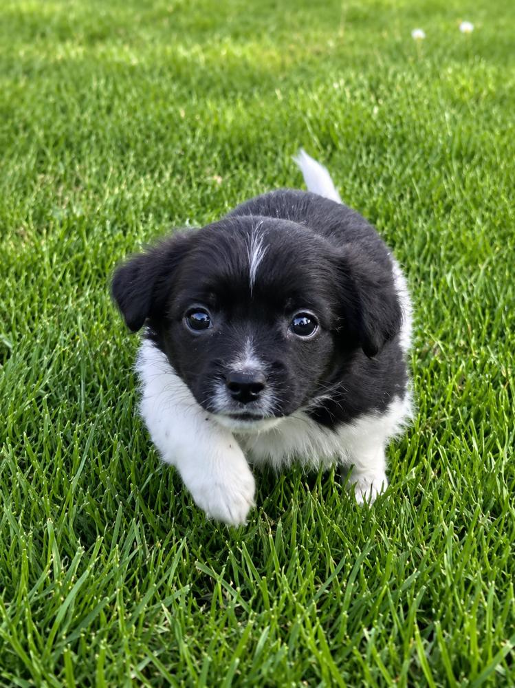 Enlarge Hollywood Litter - Brando, a Adopted mixed breed in Oakland, MI image 3/4