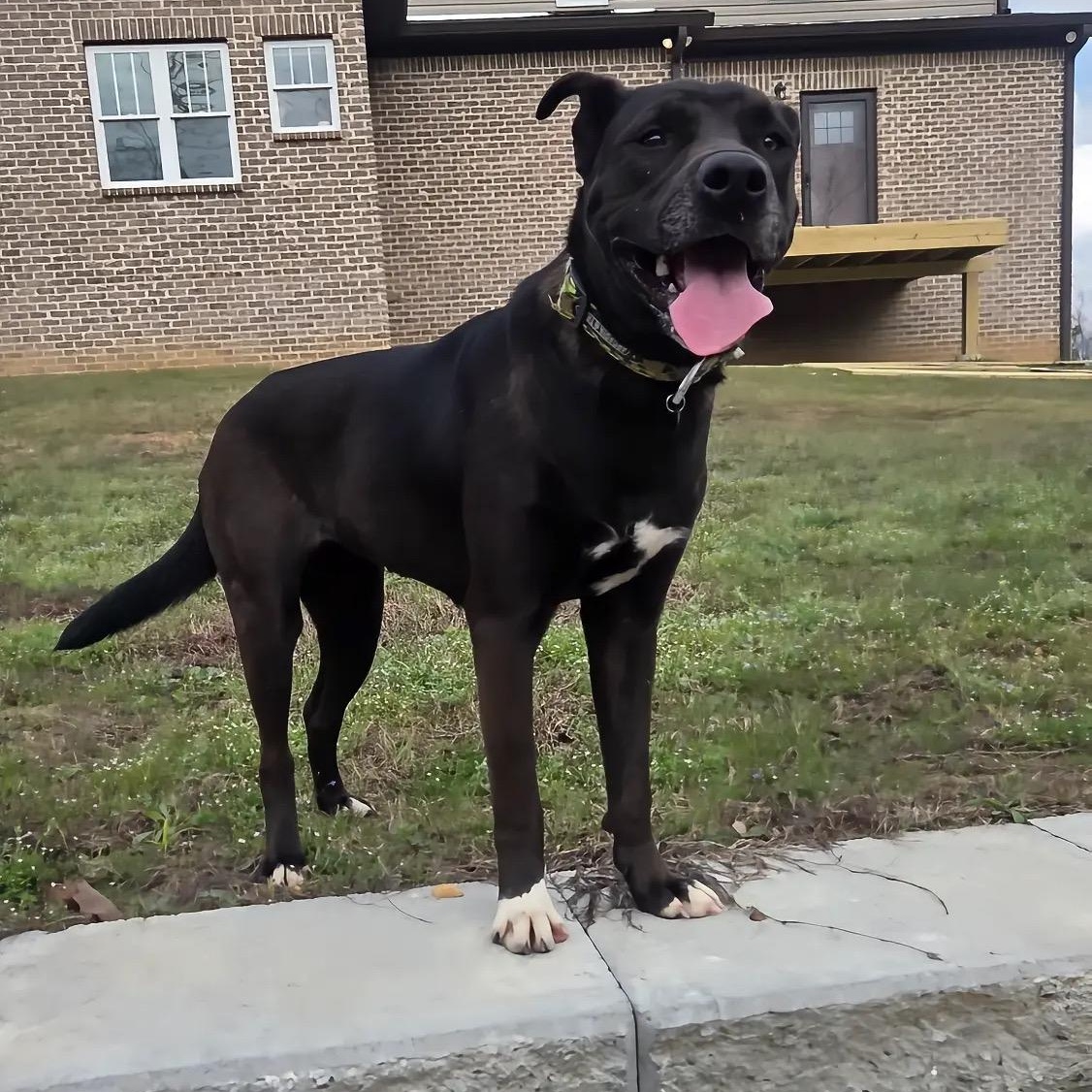 Enlarge Nessie, a Adopted mixed breed in Hartford, CT image 4/6