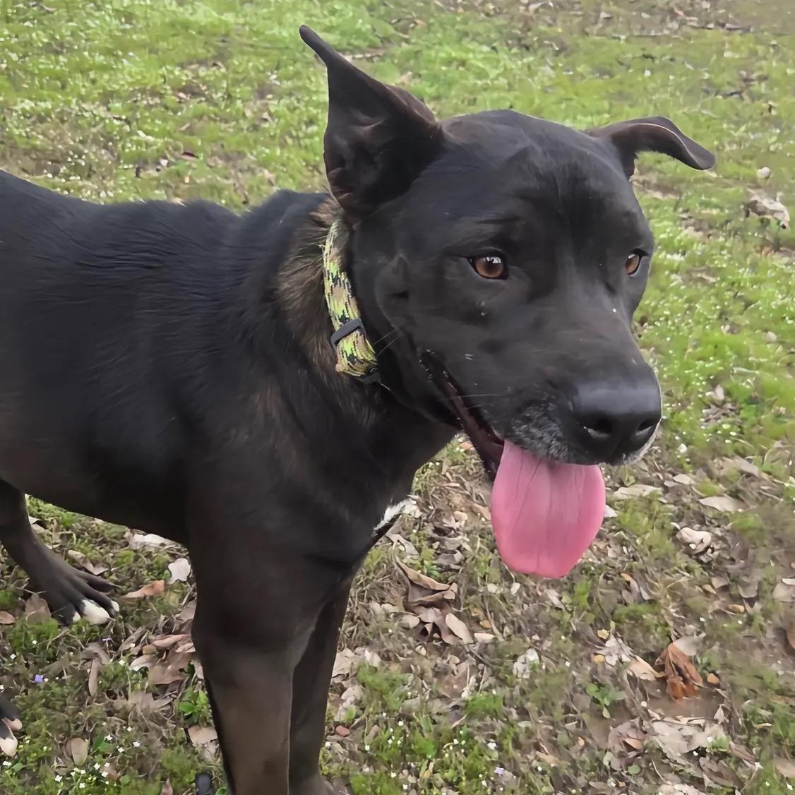 Enlarge Nessie, a Adopted mixed breed in Hartford, CT image 5/6