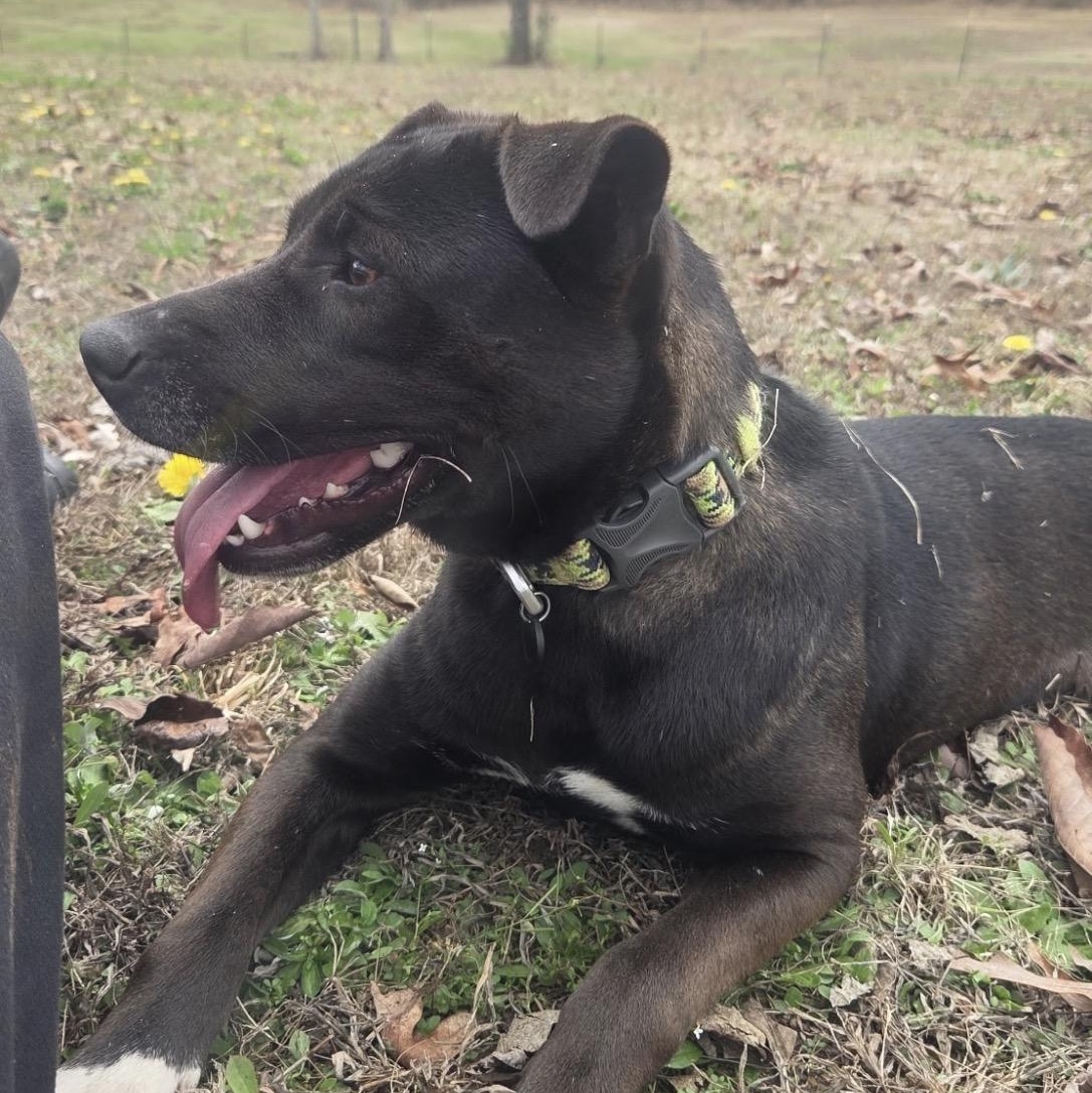 Enlarge Nessie, a Adopted mixed breed in Hartford, CT image 3/6