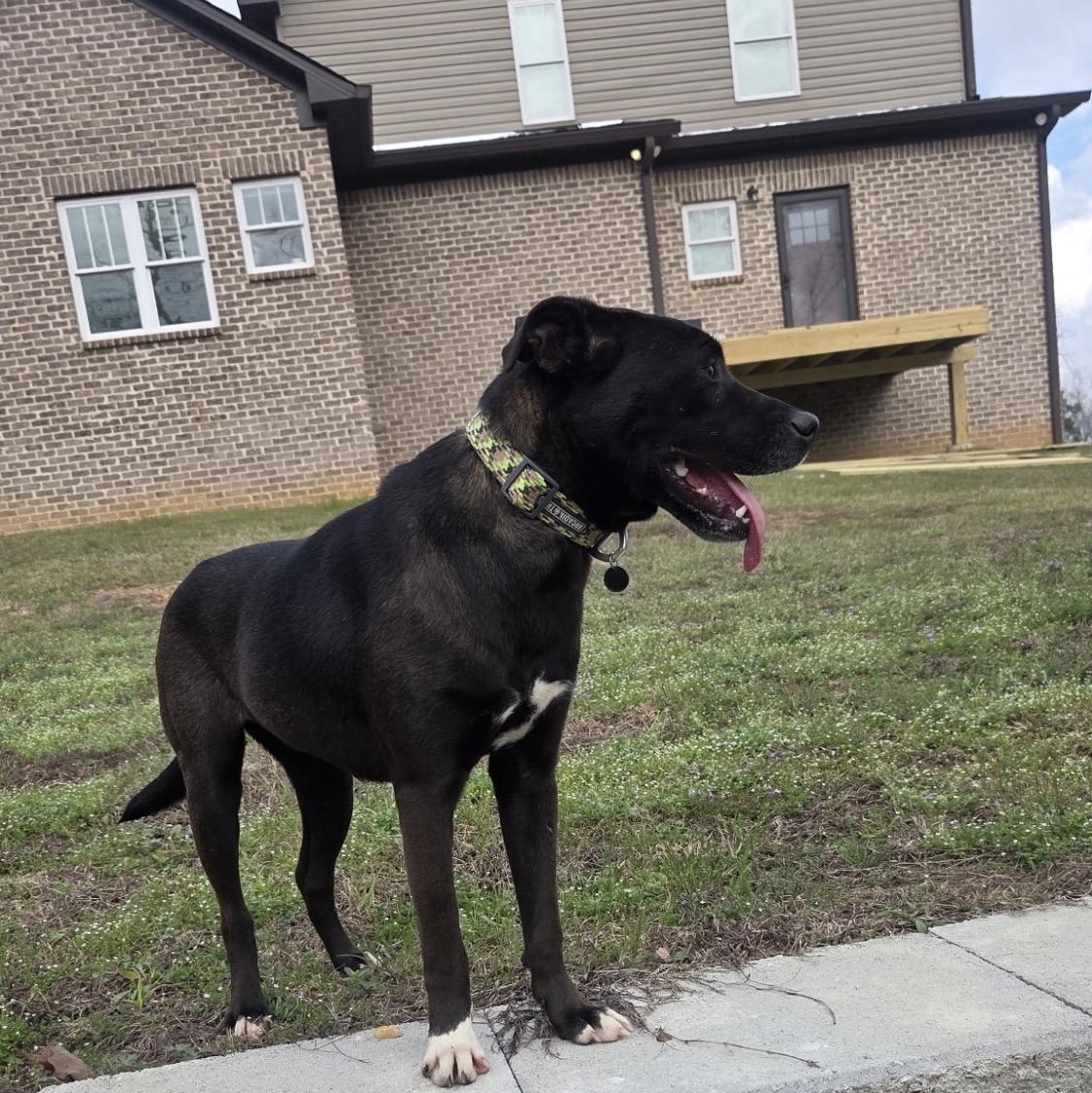Enlarge Nessie, a Adopted mixed breed in Hartford, CT image 6/6