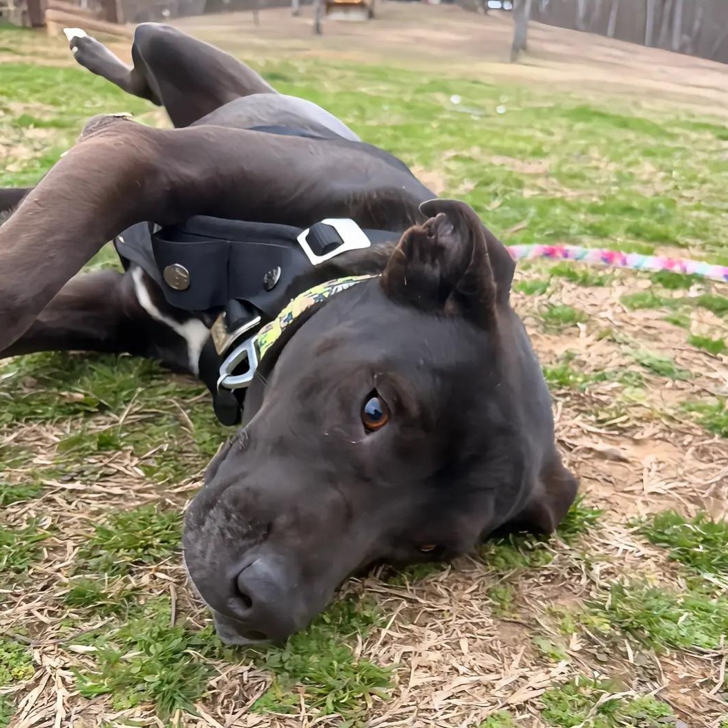 Nessie, Adopted, Adult Female Labrador Retriever & Beagle.
