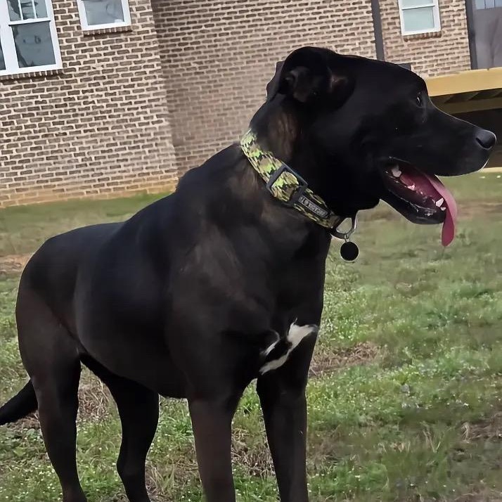 Enlarge Nessie, a Adopted mixed breed in Hartford, CT image 2/6