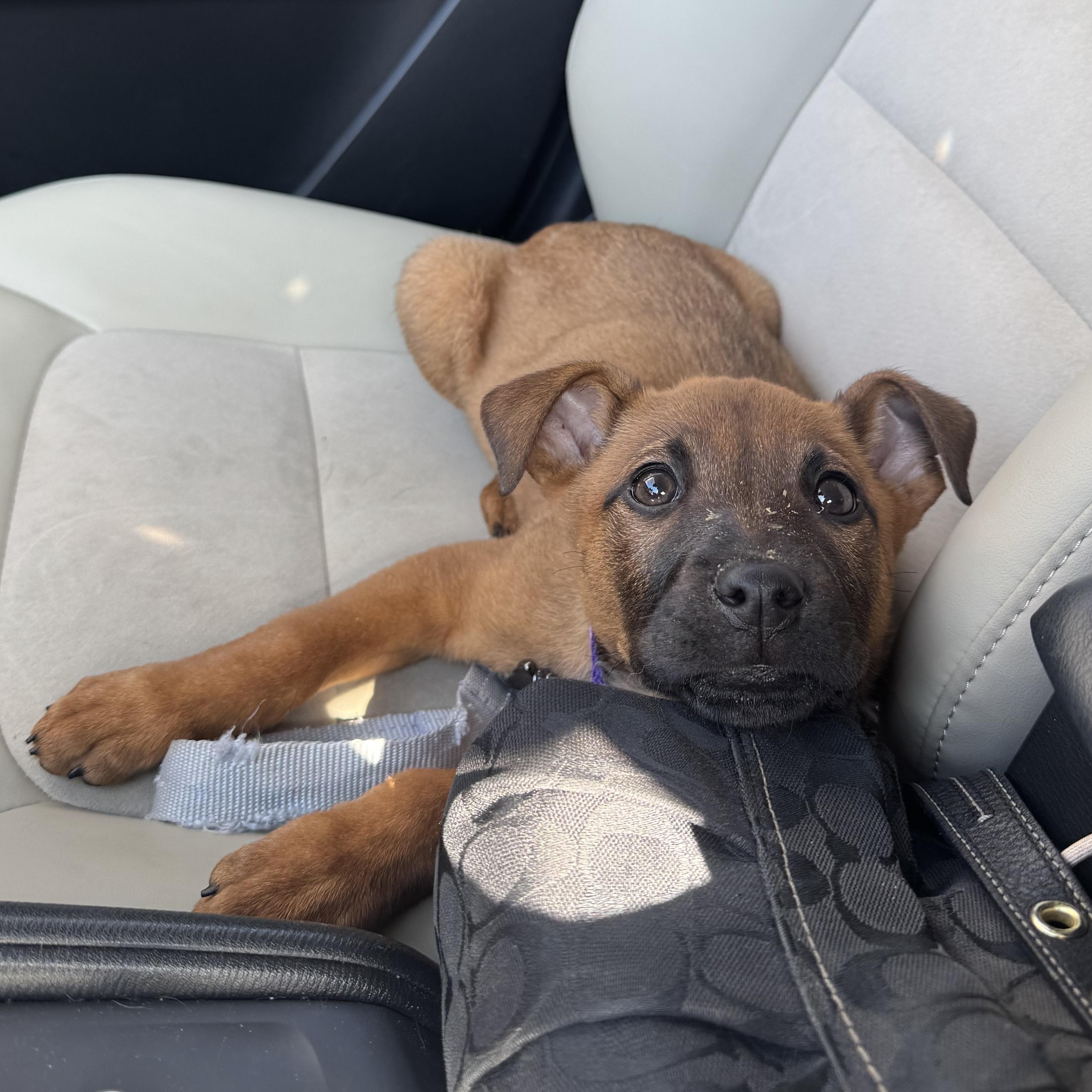 Enlarge Muffin, an adoptable mixed breed in Charlotte, NC image 3/3