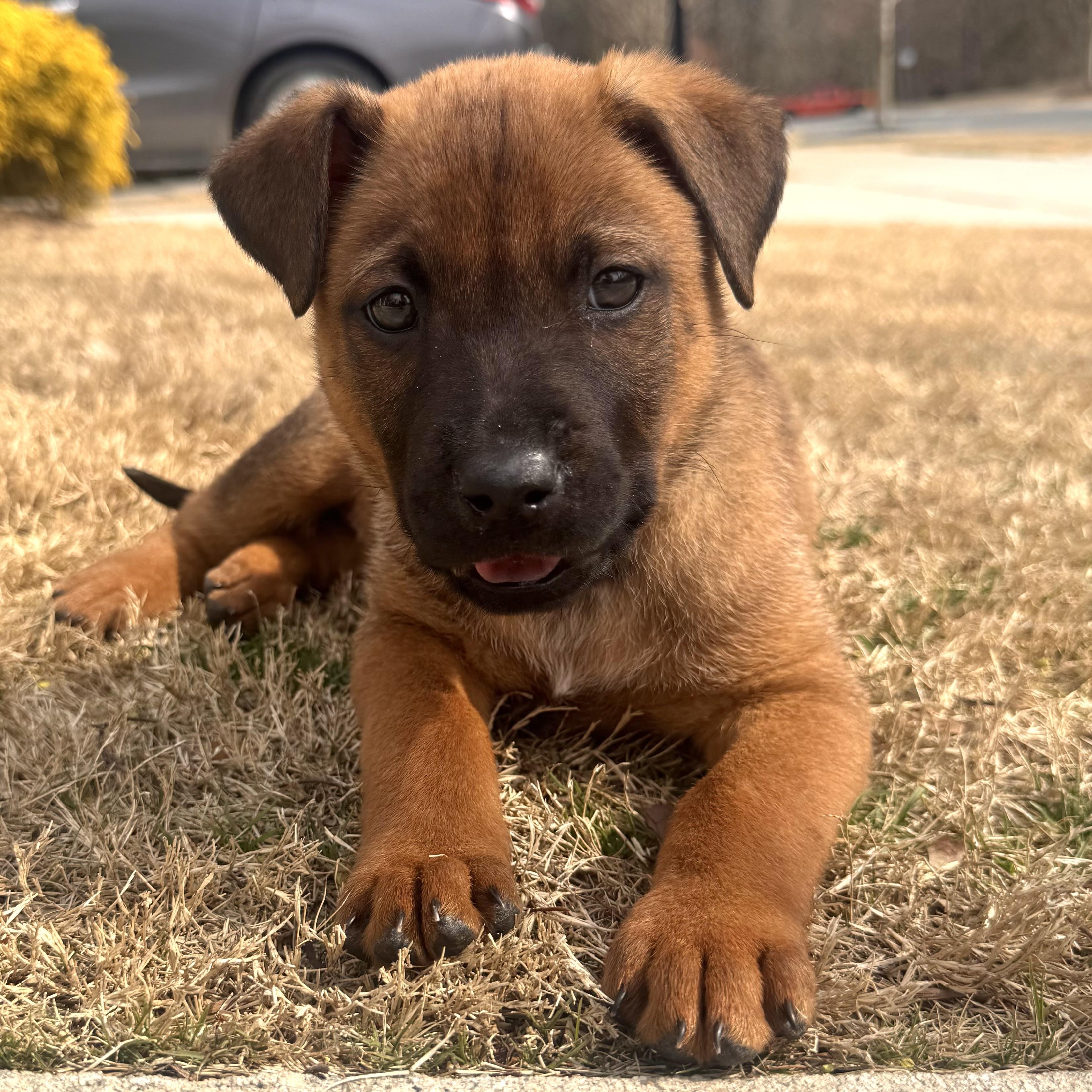 Enlarge Muffin, an adoptable mixed breed in Charlotte, NC image 2/3