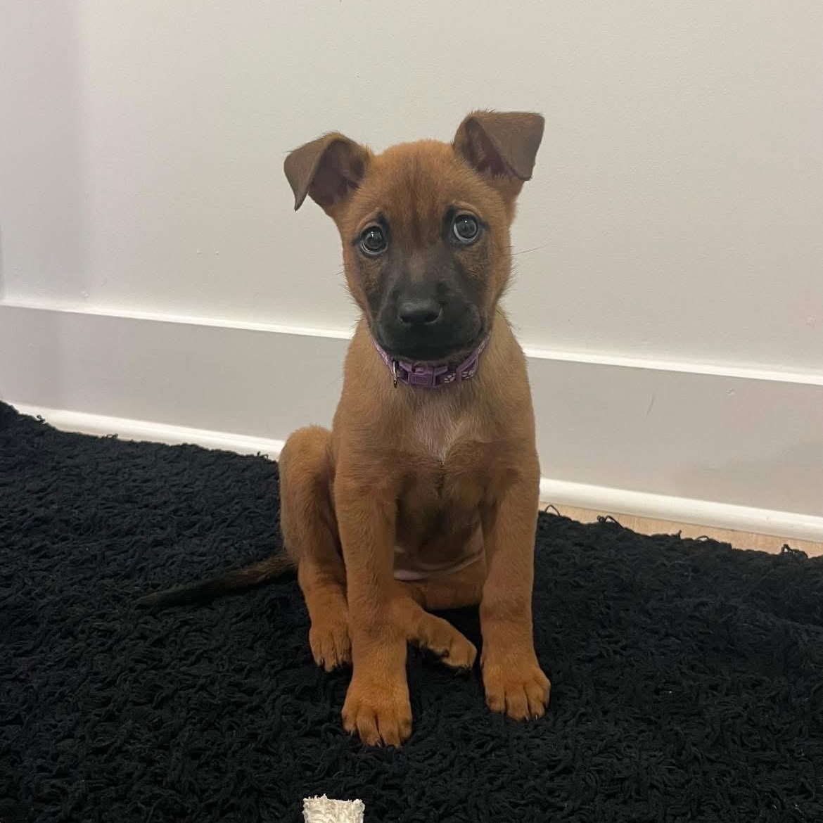 Enlarge Muffin, an adoptable mixed breed in Charlotte, NC image 1/3