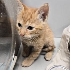 Fester Addams, Adoptable, Kitten Male Domestic Short Hair.