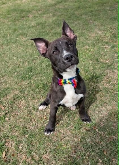 Circles, Adoptable, Puppy Male Labrador Retriever.