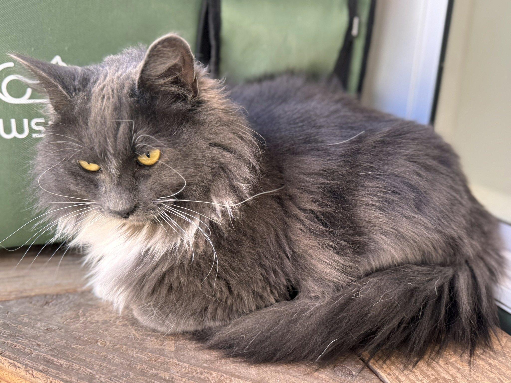 Sassy SHY CAT SPECIAL $20 BONDED PAIR, an adoptable Domestic Long Hair in Republic, WA, 99166 | Photo Image 2