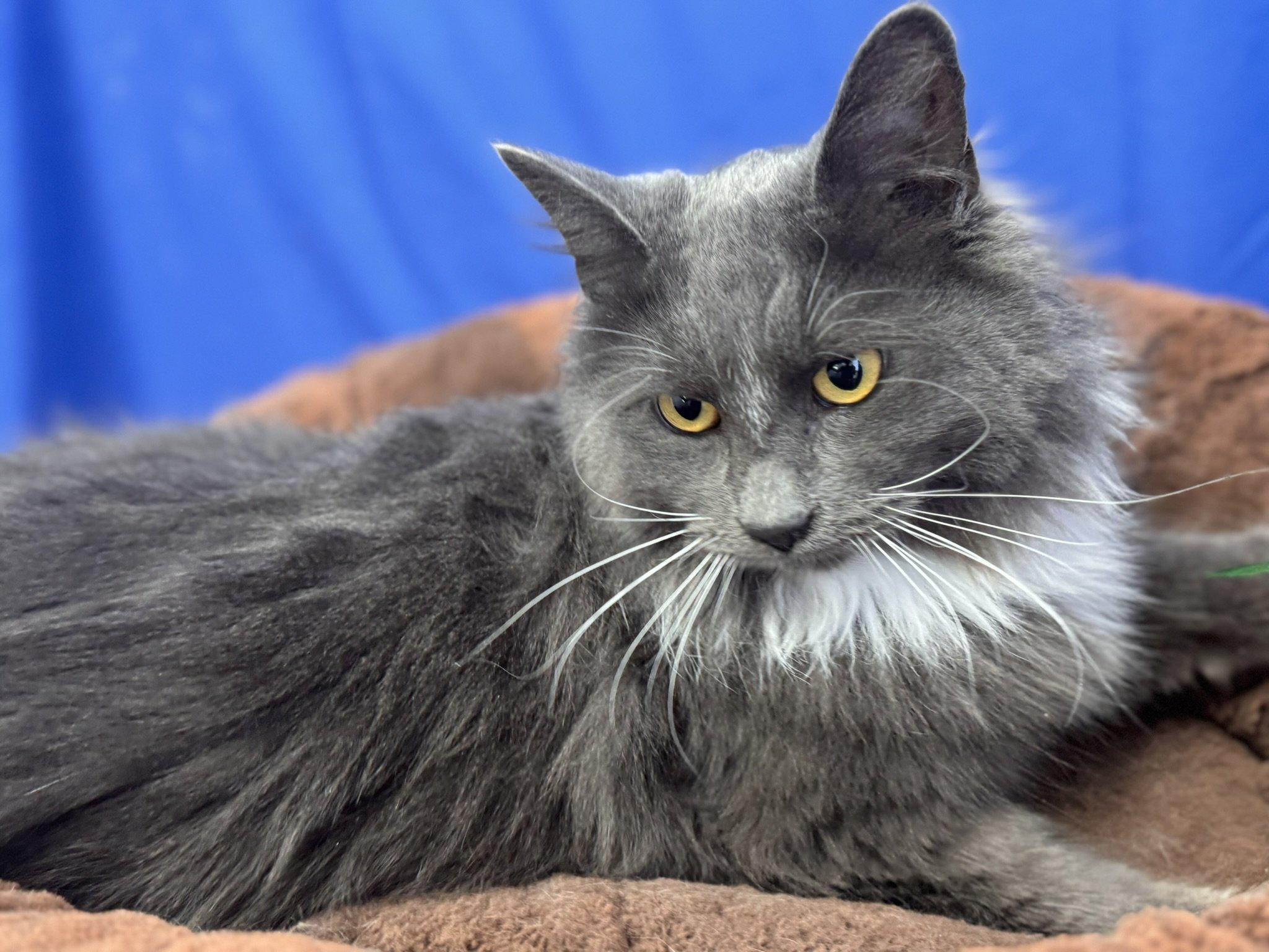 Sassy SHY CAT SPECIAL $20 BONDED PAIR, an adoptable Domestic Long Hair in Republic, WA, 99166 | Photo Image 4