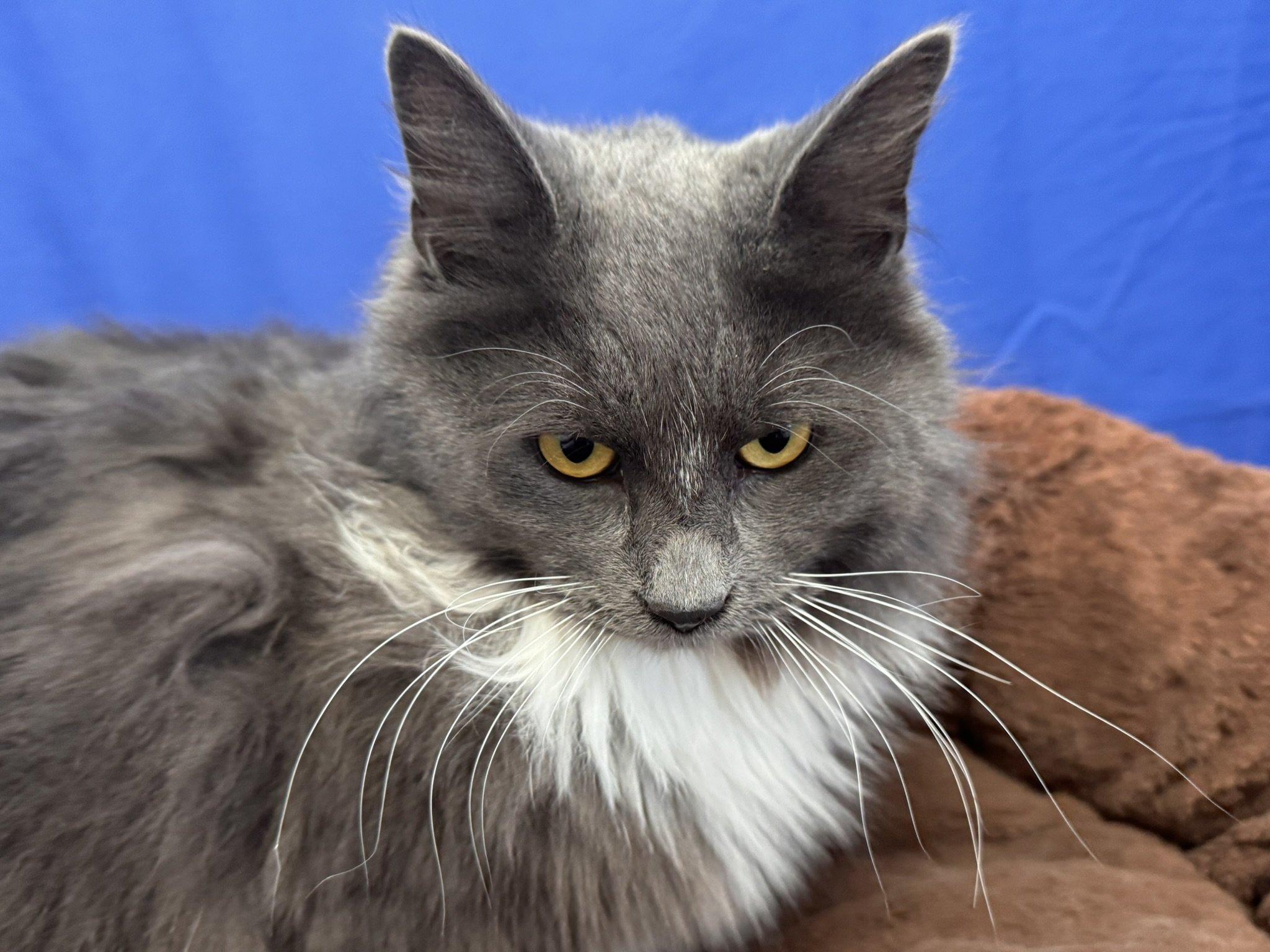 Sassy SHY CAT SPECIAL $20 BONDED PAIR, an adoptable Domestic Long Hair in Republic, WA, 99166 | Photo Image 5