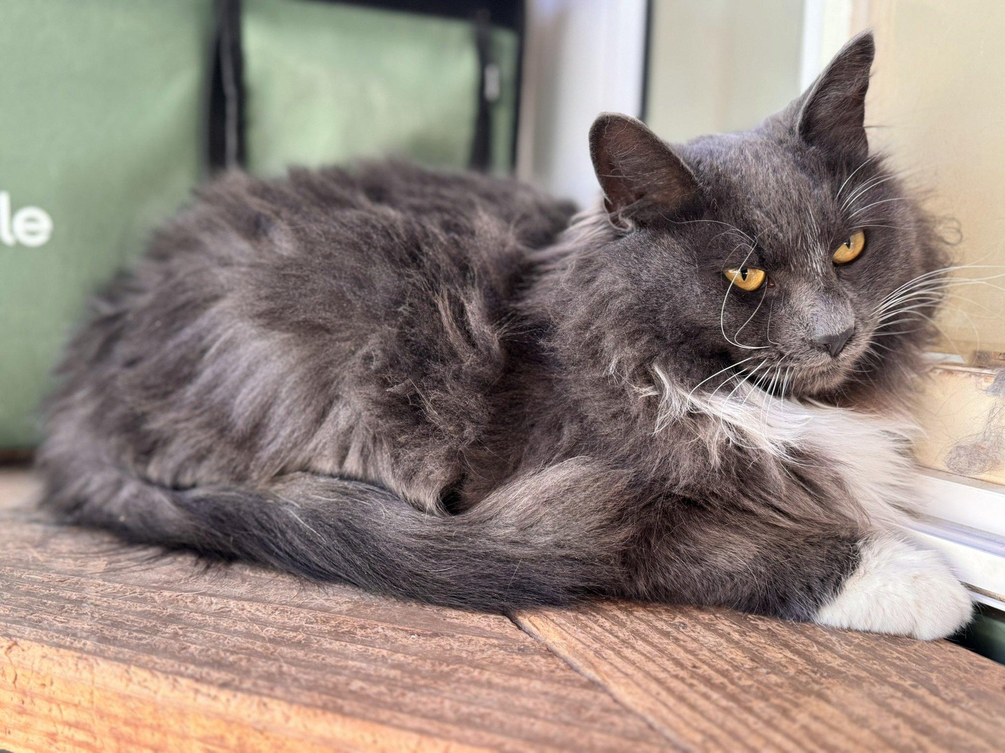Sassy SHY CAT SPECIAL $20 BONDED PAIR, an adoptable Domestic Long Hair in Republic, WA, 99166 | Photo Image 1