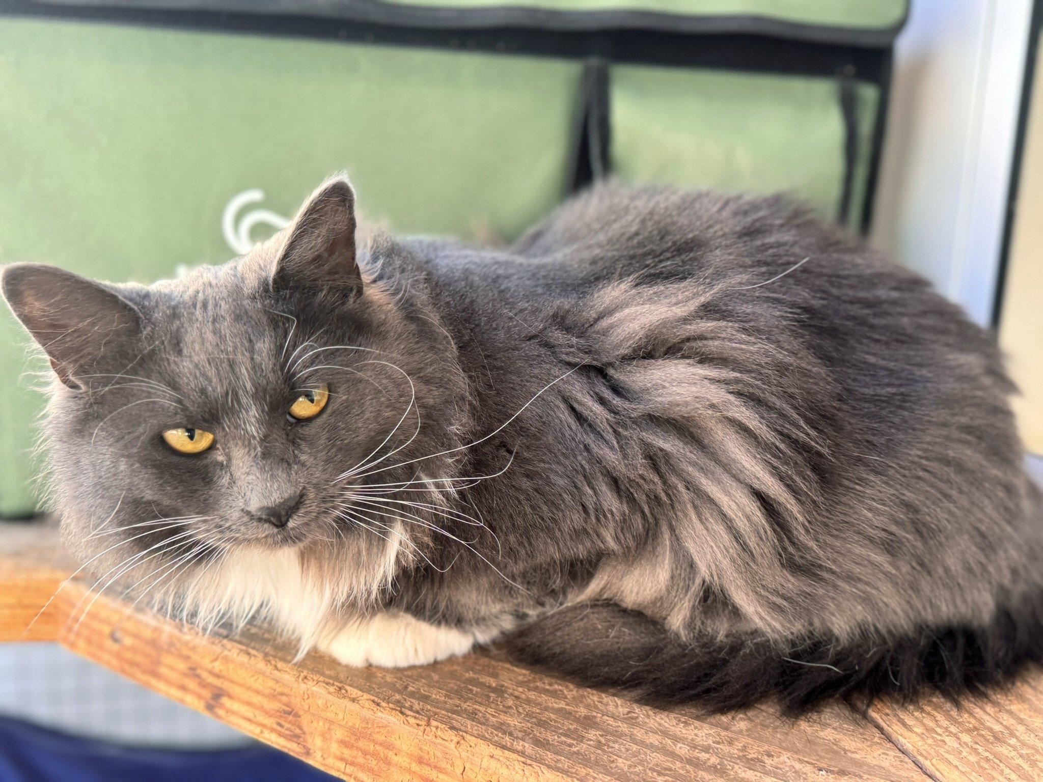 Sassy SHY CAT SPECIAL $20 BONDED PAIR, an adoptable Domestic Long Hair in Republic, WA, 99166 | Photo Image 3